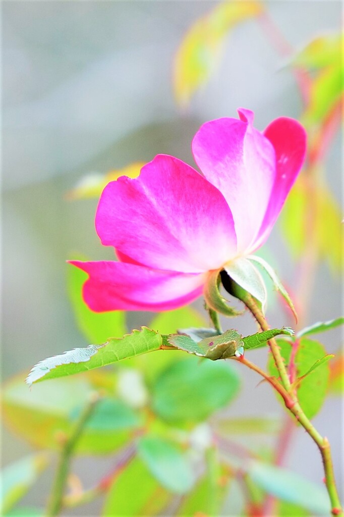 カクテルという名の薔薇
