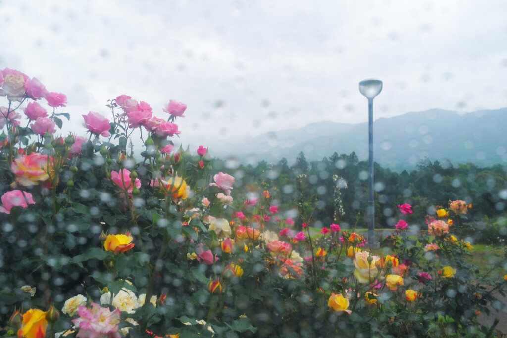 今年の薔薇園は雨