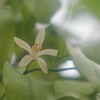 白いミカンの花