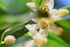 白い蜜柑の花