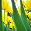 今年も立派に咲いてくれました