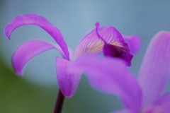 福岡市植物園2