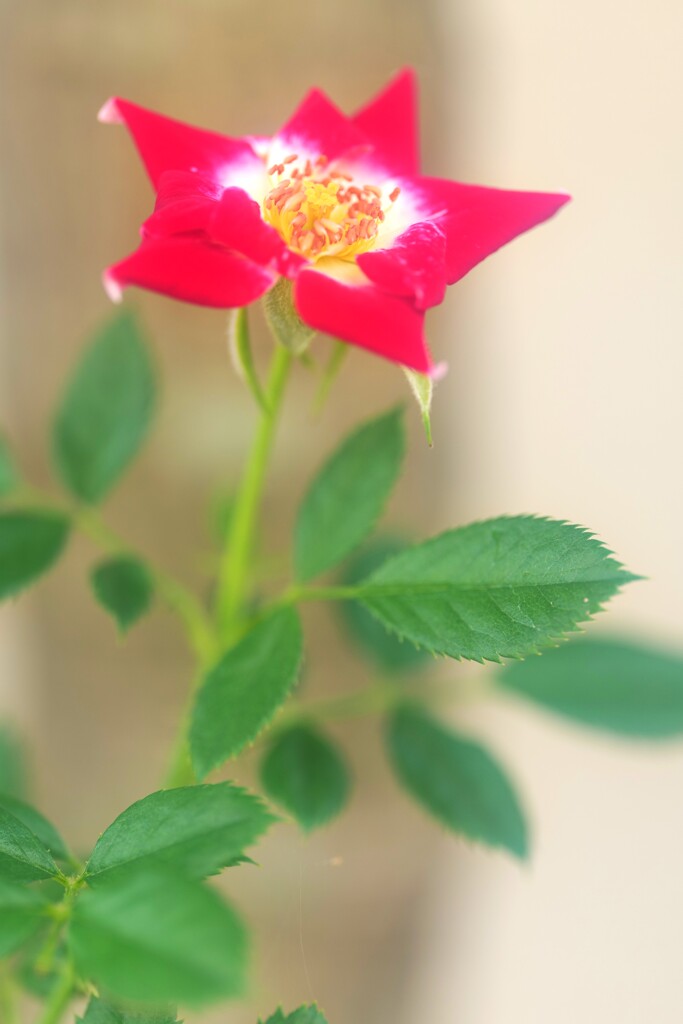 秋薔薇の開花