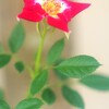 秋薔薇の開花