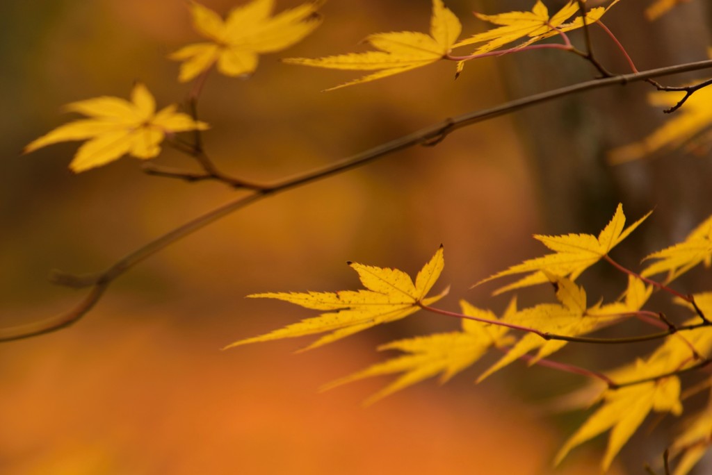 今年の光明禅寺～4