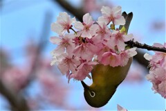 春の訪れ