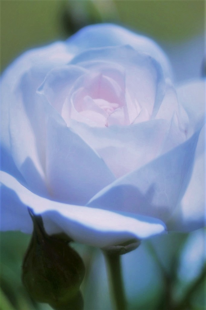 薔薇道9