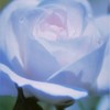 薔薇道9