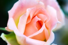 薔薇道