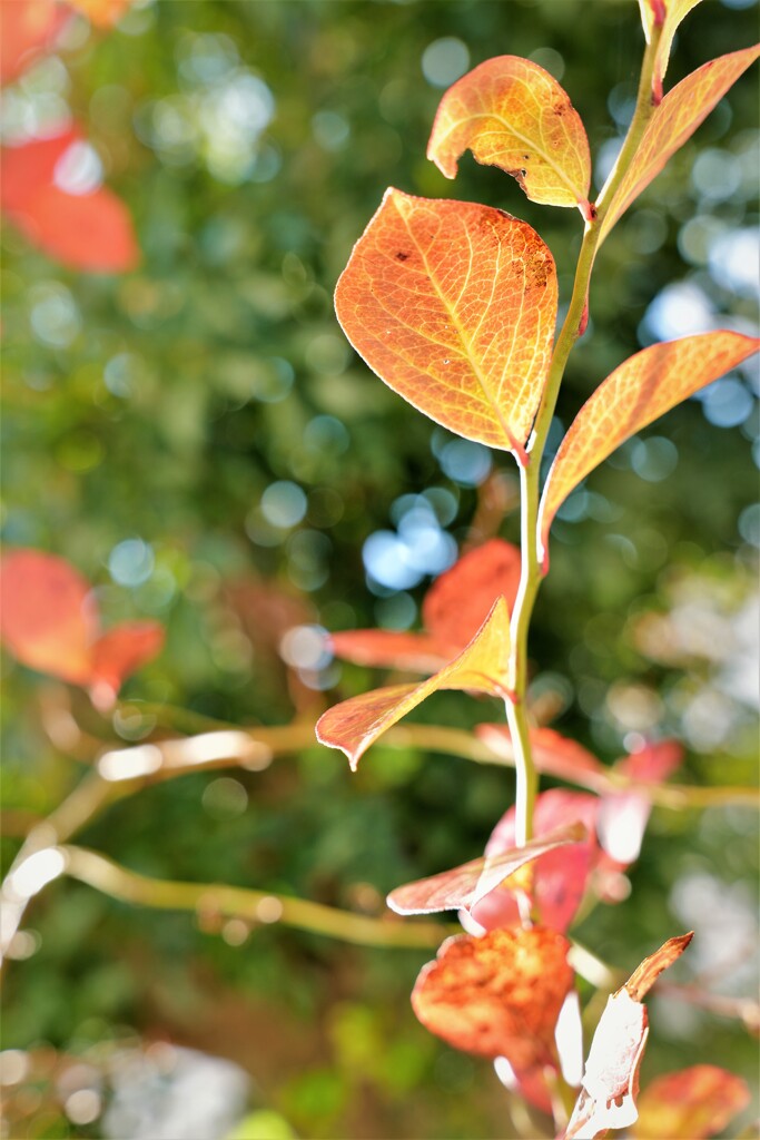 ささやかな色付き