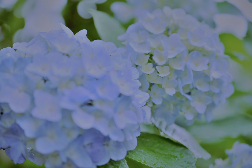 紫陽花の季節～仲良く