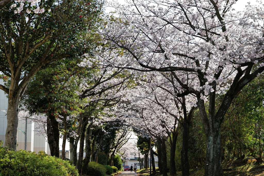 ようこそ　桜トンネルへ