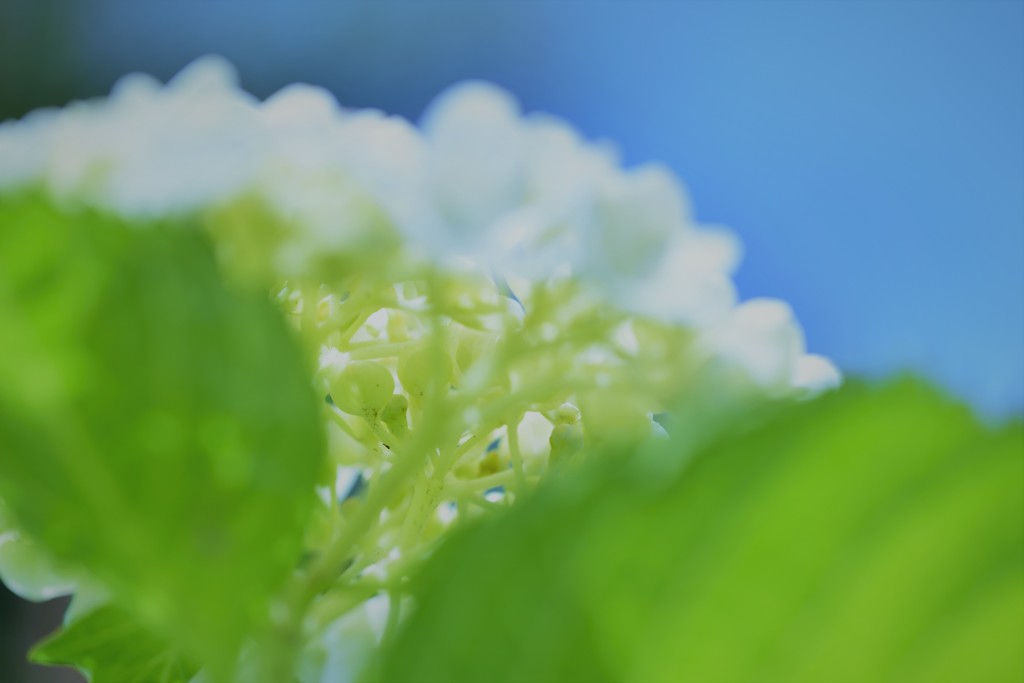 紫陽花4