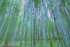 嵯峨野 嵐山 散策~竹林