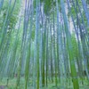嵯峨野 嵐山 散策~竹林