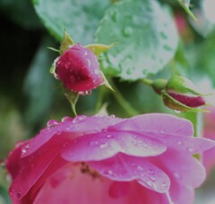 雨に打たれた薔薇