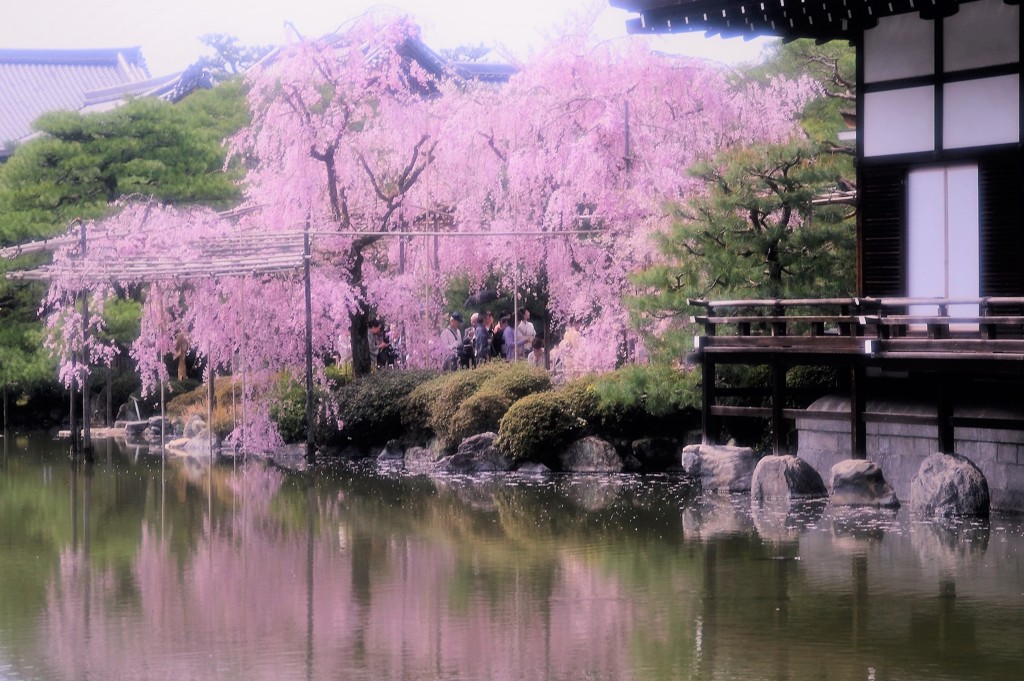 古都の残影　八重紅枝垂桜6