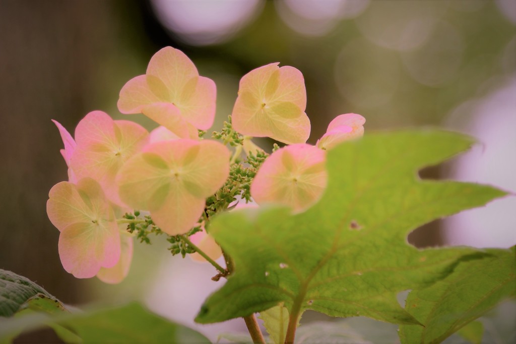 筥崎宮 紫陽花4