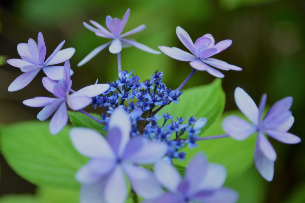筥崎宮 紫陽花