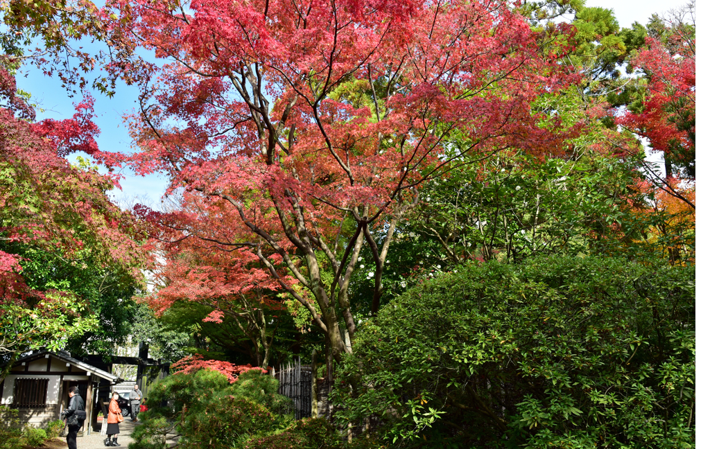 紅葉I
