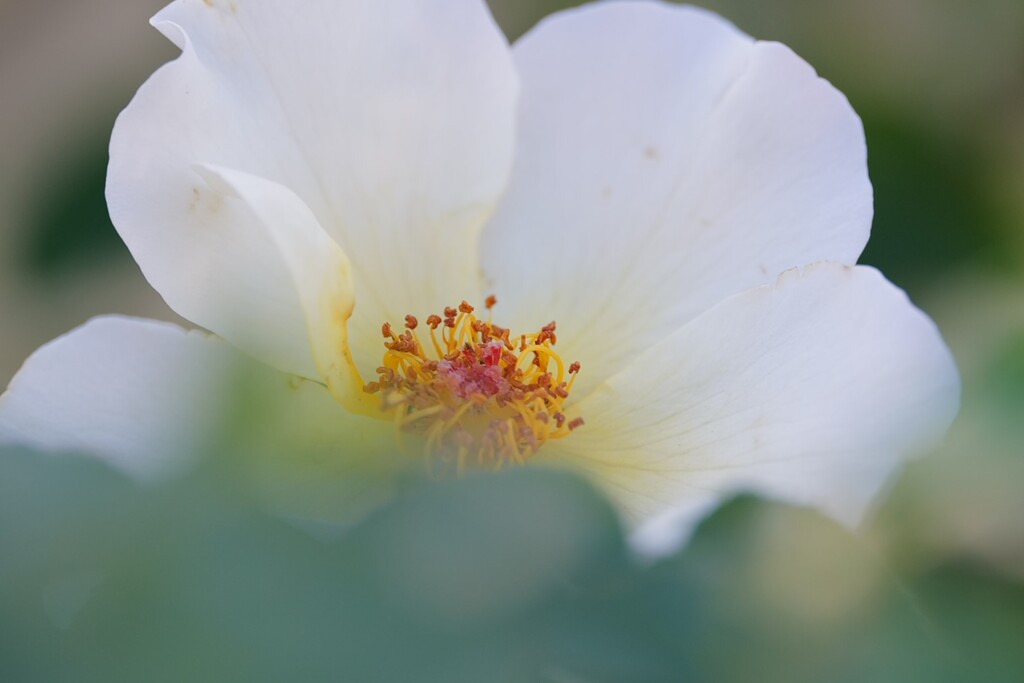 今年最後の薔薇～４
