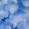 蒼の時間～梅雨