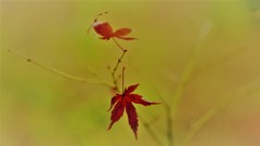 秋の残影　永勝寺1