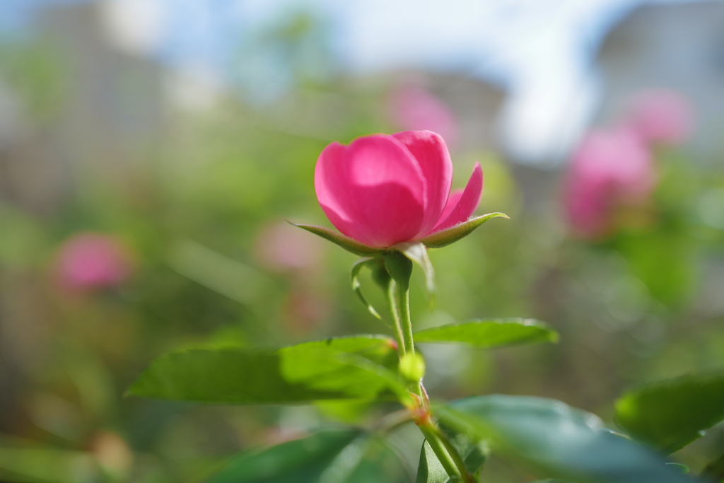 我が家に咲いている薔薇ー２