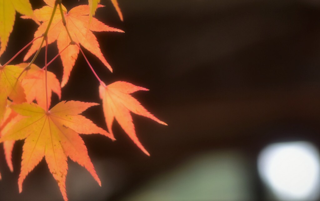 それぞれのモミジ~2
