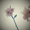 サクラ咲く 3