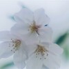 サクラ咲く 2