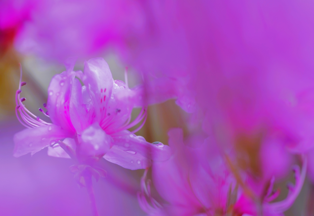 イワツツジ舞～11