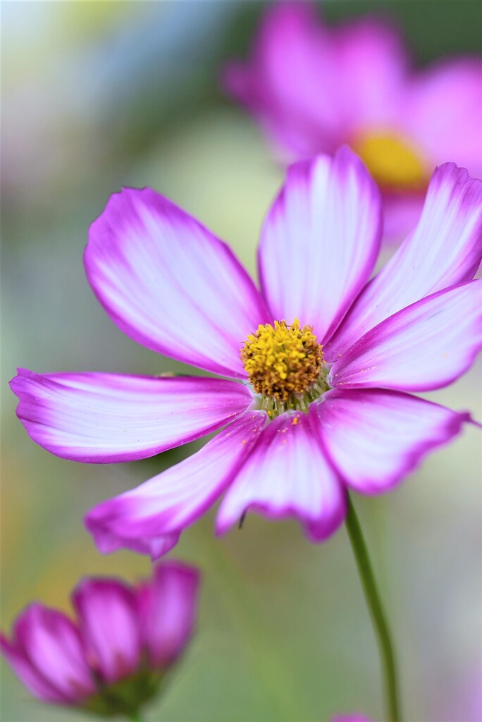秋桜5