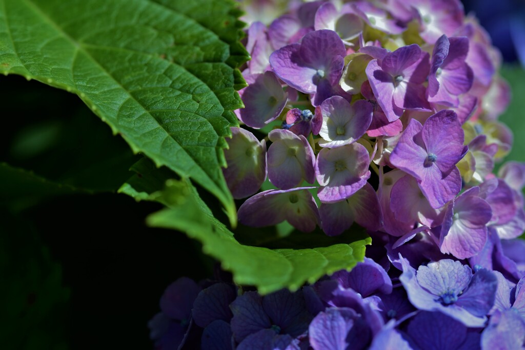 紫陽花