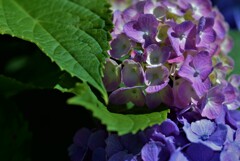 紫陽花