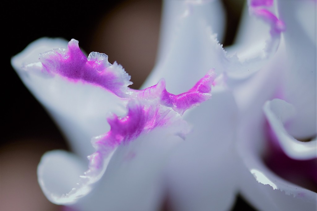 Cyclamen～春間近