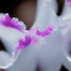 Cyclamen～春間近