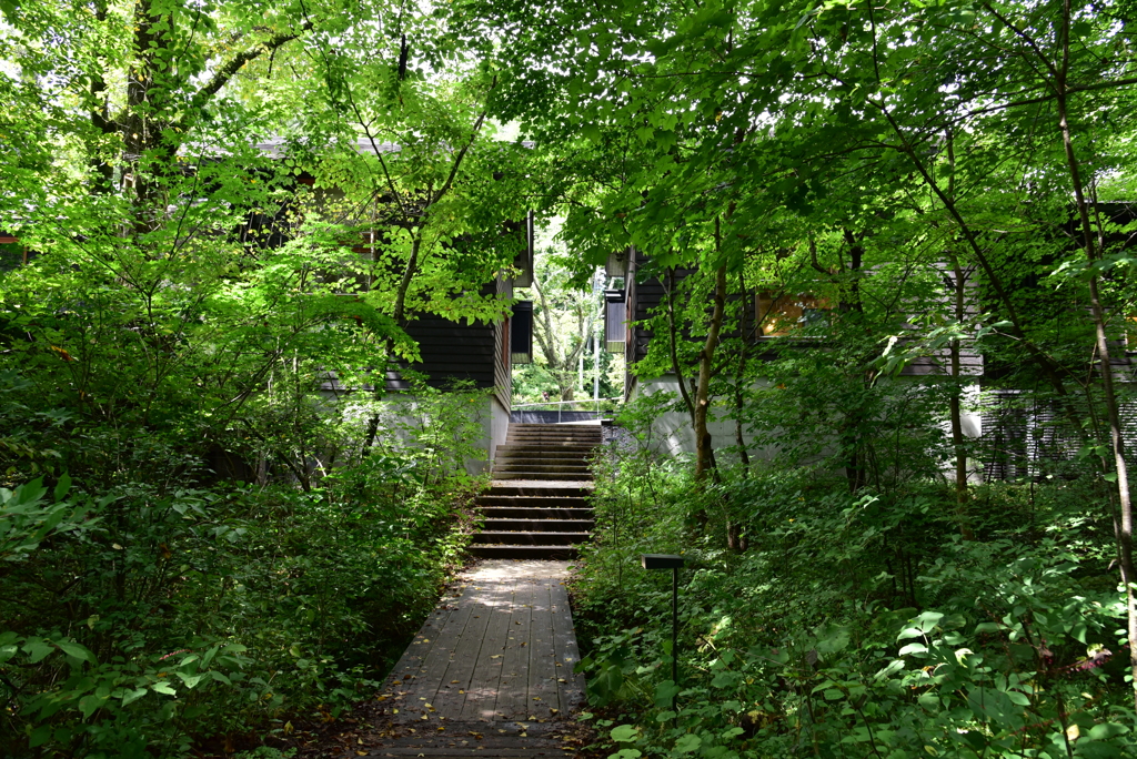 深緑の向こうに