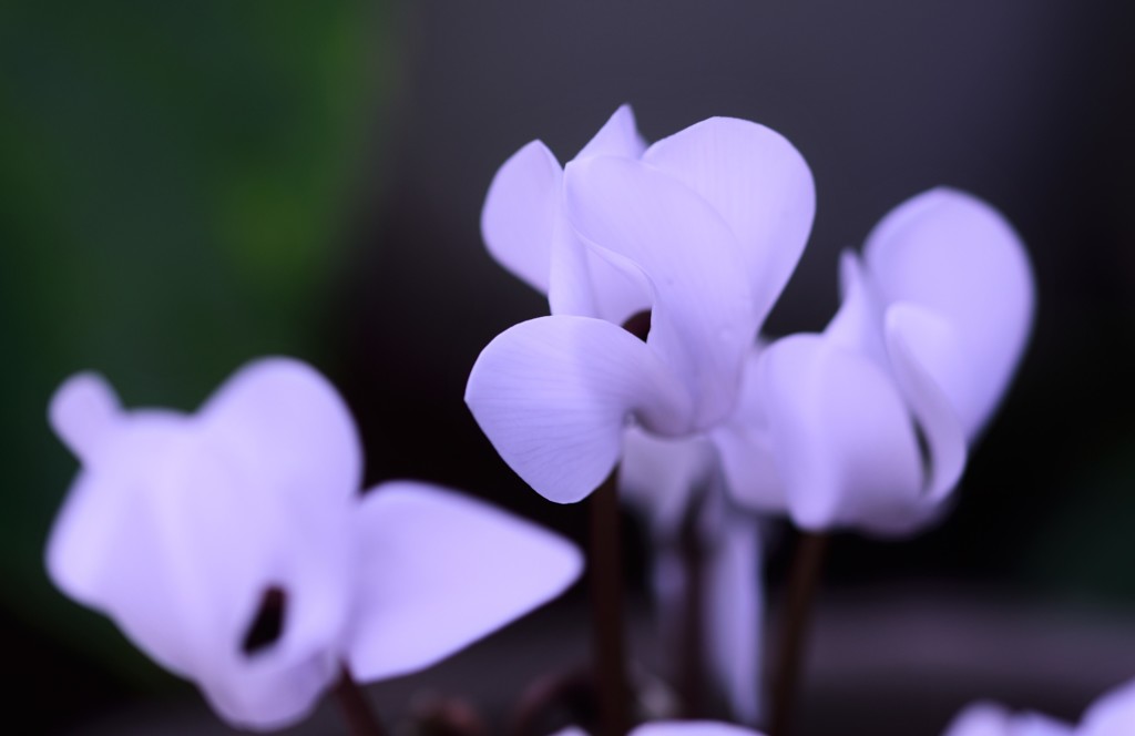 White Cyclamen