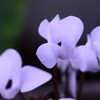 White Cyclamen