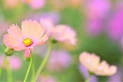 秋桜4