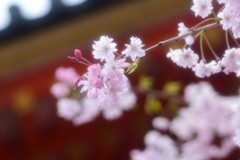 古都の残影　三十三間堂6