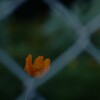 うふふ