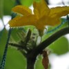 実のなる花