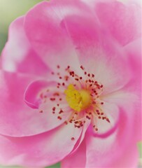 garden 薔薇