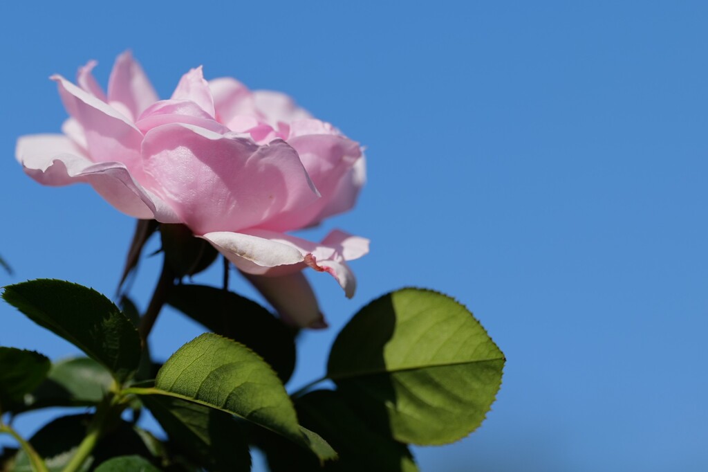 今年最後の薔薇～１