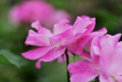 ピンクアイスバーグ1