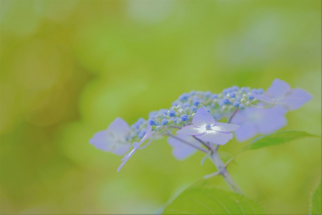 紫陽花9