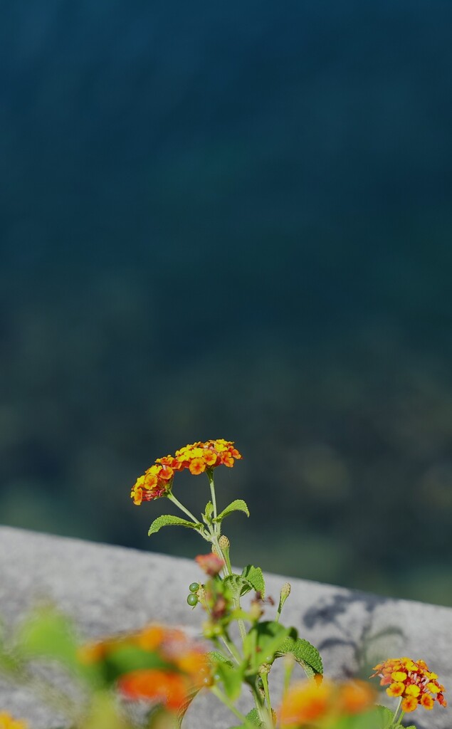 熱中症にご用心