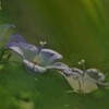 木洩れ日の中で
